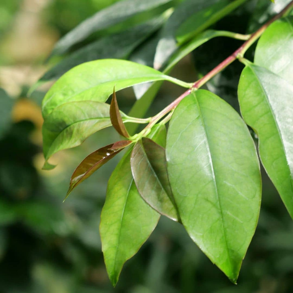 Feuilles de yerba maté fraîchement cueillies, prêtes à être flétries puis séchées pour un maté maison.