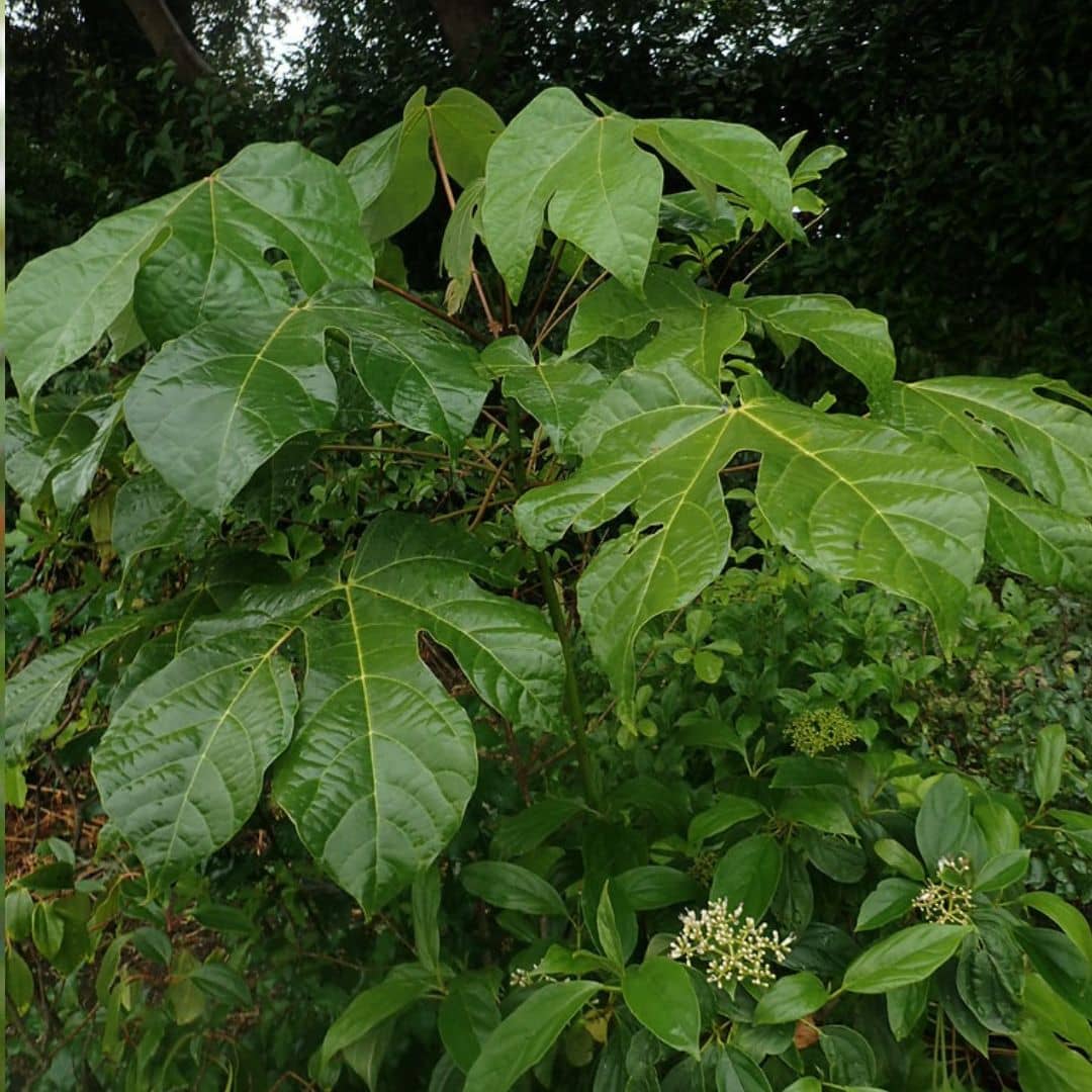 Firmiana simplex graines à cultiver