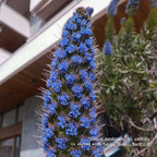 Fleurs de Vipérine de Madère à planter monde végétal