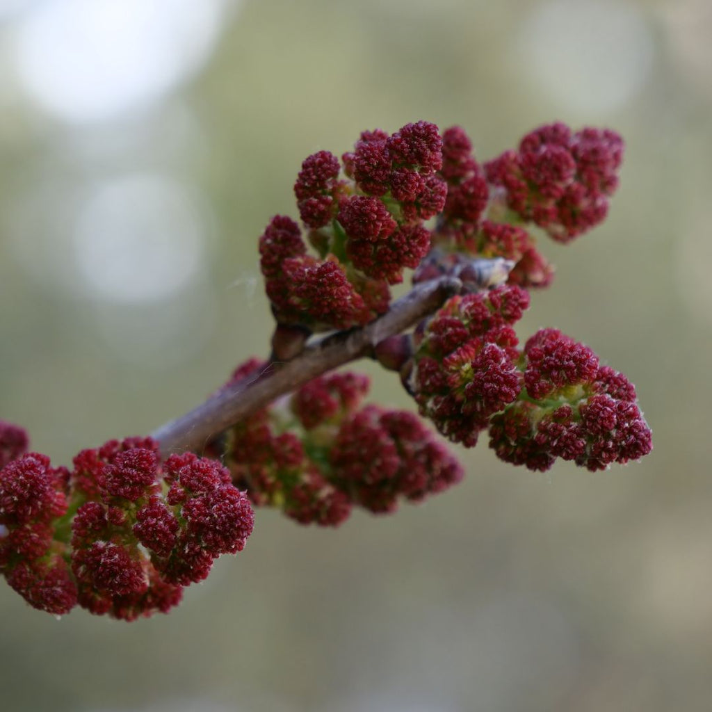 Fleurs rougeâtres en grappes de pistachier térébinthe au printemps