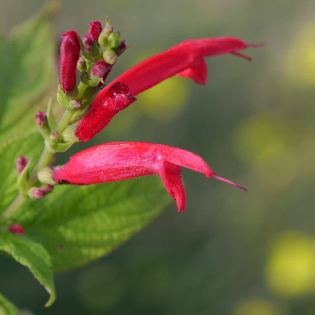 Floraison de Salvia elegans monde végétal