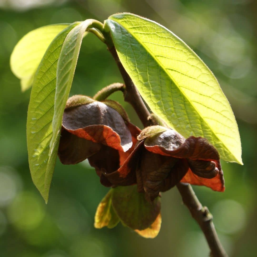 Floraison de l’Asimina triloba, arbre fruitier résistant au froid