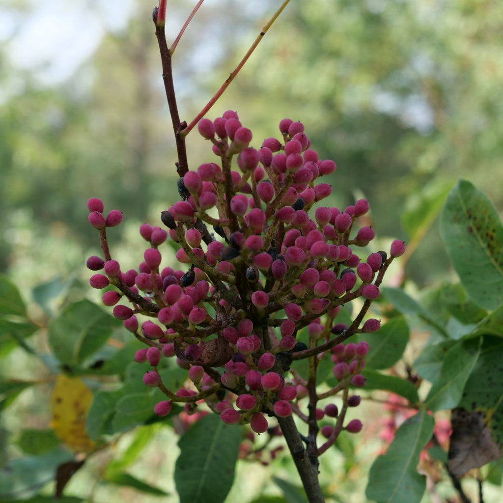 Fruits de pistachier térébinthe passant du rose au bleu foncé