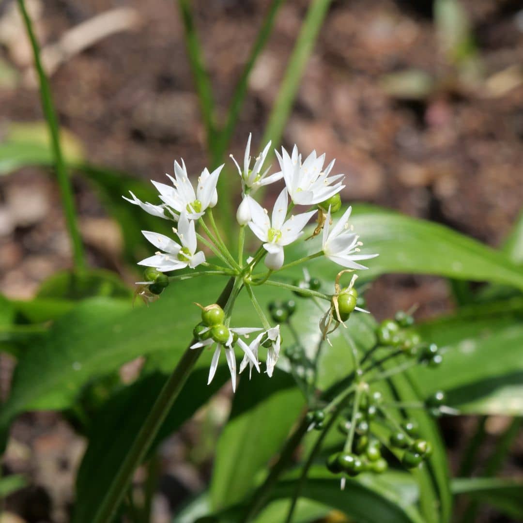 GAINES Ail des ours Allium ursinum plantes aromatiques monde vegetal