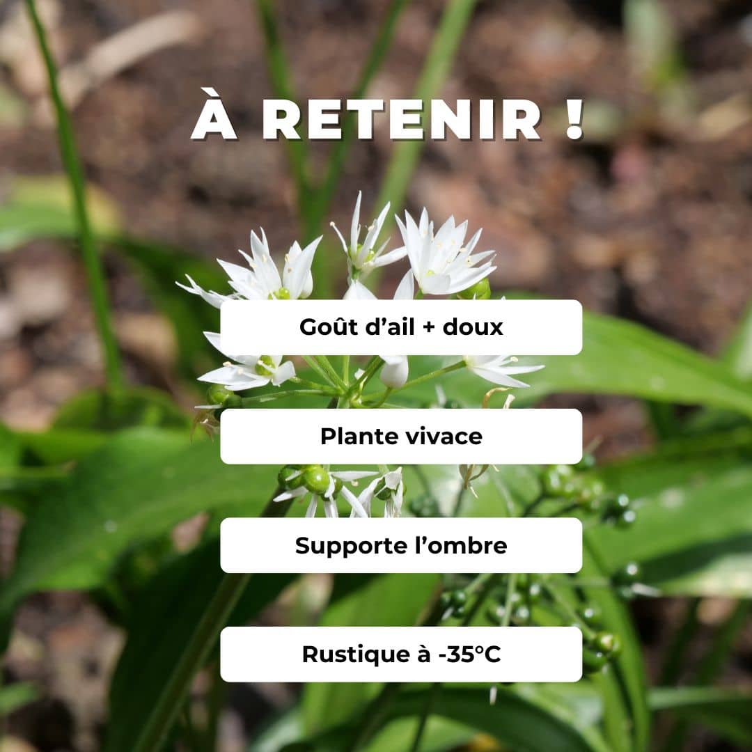 GAINES Ail des ours Allium ursinum plantes aromatiques monde vegetal comment semer et cultiver