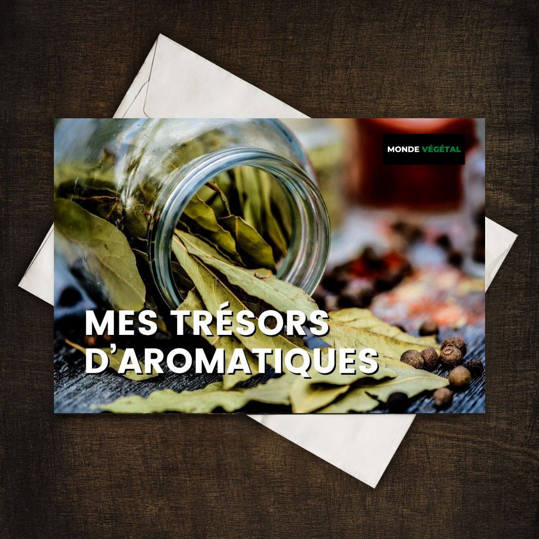 Grainebox — Mes Trésors d’Aromatiques