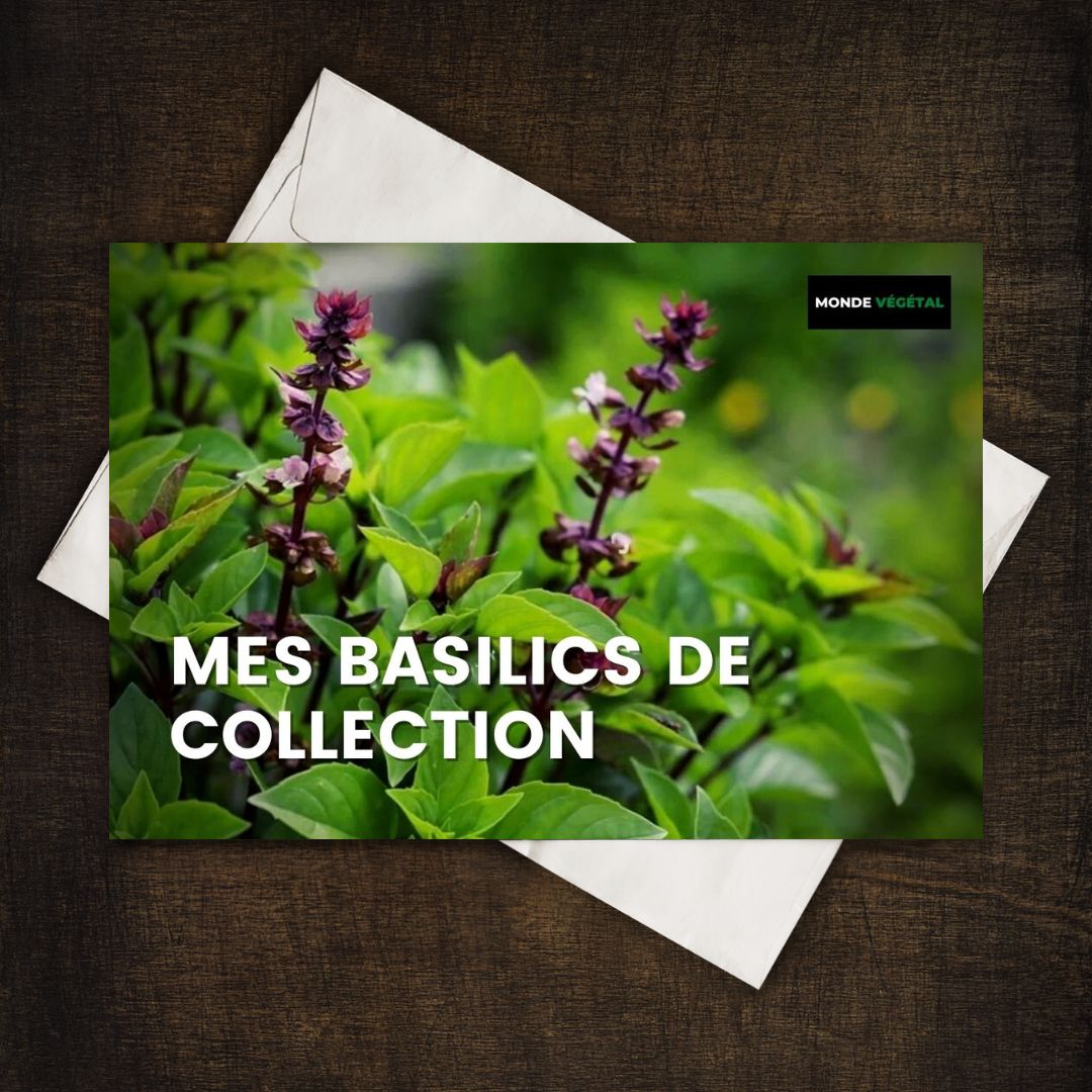 GRAINEBOX : Mes Basilics de Collection