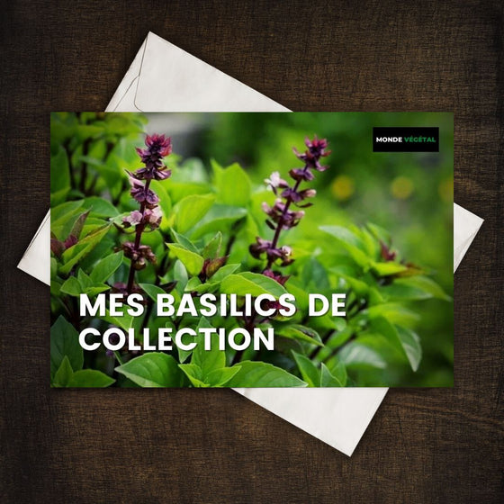 Grainebox — Mes Basilics de Collection