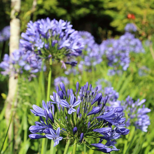 GRAINES - Agapanthe Bleue (Agapanthus praecox 'Blue') monde végétal