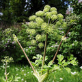 GRAINES-Angelique Officinale Angelica archangelica monde vegetal