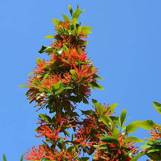 GRAINES - Arbre de Feu du Chili (Embothrium coccineum)