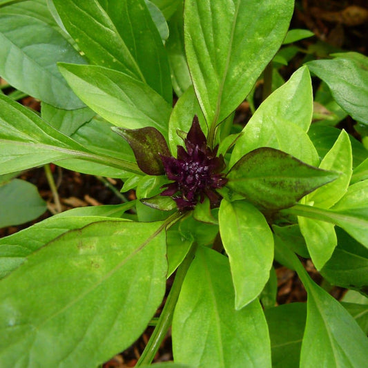 GRAINES - Basilic Cannelle Ocimum basilicum Cinnamon