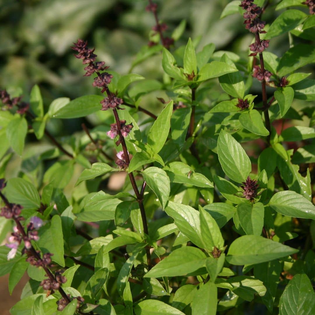 GRAINES - Basilic Thaï Ocimum basilicum var. thyrsiflora