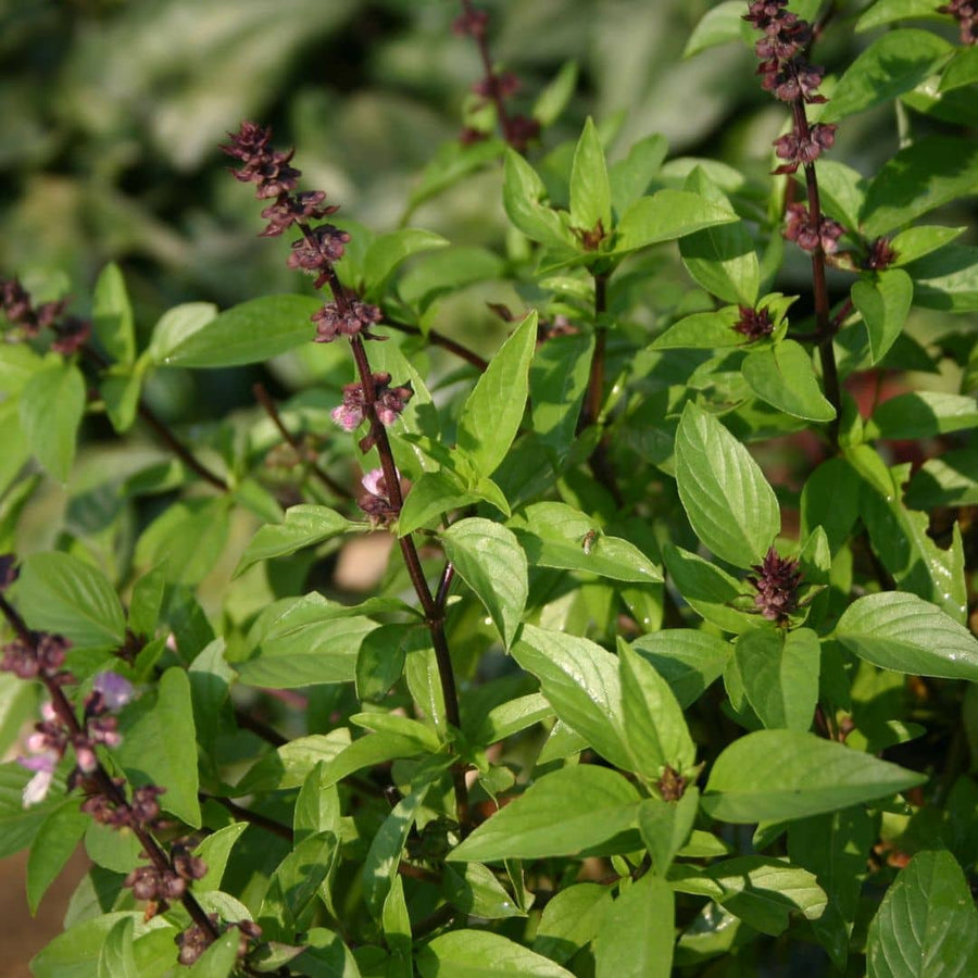 GRAINES - Basilic Thaï (Ocimum basilicum var. thyrsiflora)