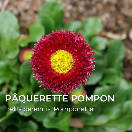 GRAINES de Pâquerette Pompon pomponette semences monde végétal