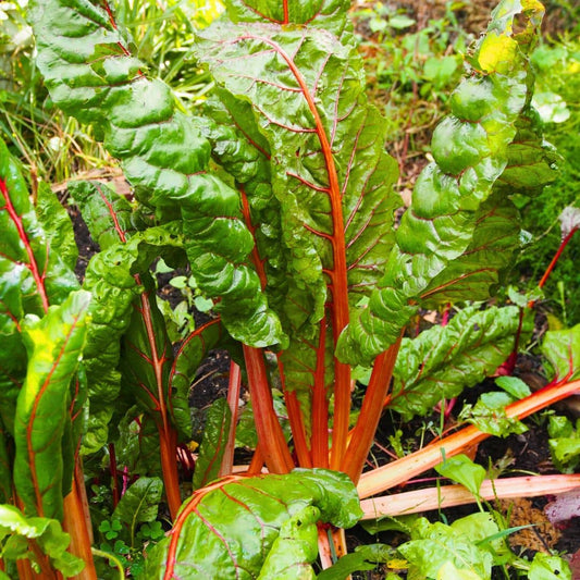 GRAINES - Bette Poirée à Cardes Rouges Beta vulgaris var. cicla Carde Rouge