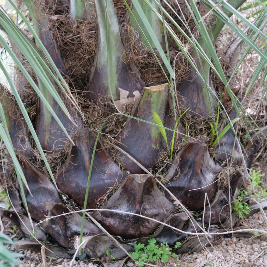 GRAINES - Cocotier du Chili Jubaea chilensis monde végétal palmiers rustiques