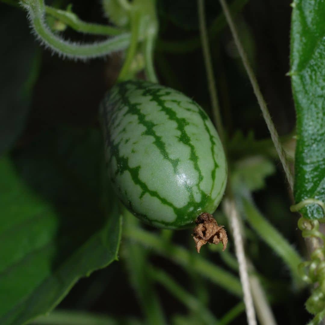 GRAINES - Concombre à confire Melothria scabra monde végétal