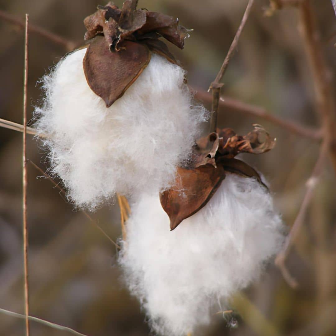 SAFLAX - Garden in the Bag - Levant Cotton - 12 zaden - Met substraat in een passend stazakje - Gossypium herbaceum kopen vanaf een prijs van 11 SAFLAX - Garden in the Bag - Levant Cotton - 12 zaden - Met substraat in een passend stazakje - Gossypium herbaceum kopen vanaf een prijs van 11