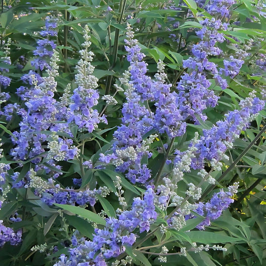 GRAINES - Gattilier Vitex agnus-castus plantes médicinales monde végétal