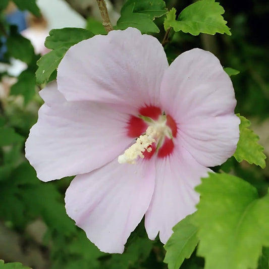 GRAINES - Hibiscus de Syrie Hibiscus syriacus Althéa arbustes à fleurs monde végétal