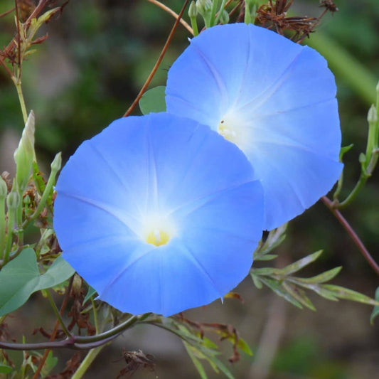 GRAINES - Ipomée Bleue (Ipomoea tricolor 'Heavenly Blue')