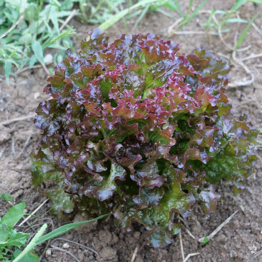 GRAINES - Laitue Rouge de Grenoble Lactuca sativa Rouge de Grenoble