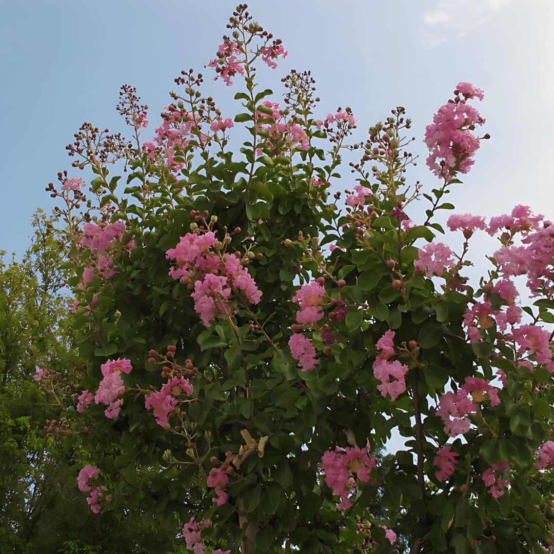 GRAINES - Lilas des Indes Lagerstroemia indica Lilas d'été monde végétal