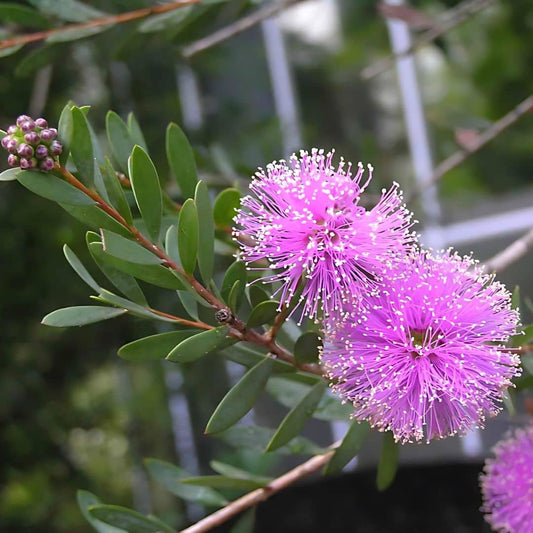 GRAINES - Melaleuca Rose Melaleuca nesophila