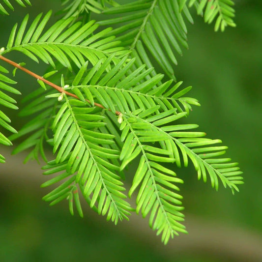 GRAINES - Métaséquoia de Chine Metasequoia glyptostroboides conifères rares monde végétal