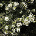 GRAINES - Myrte à Miel Melaleuca acuminata arbustes rares monde végétal