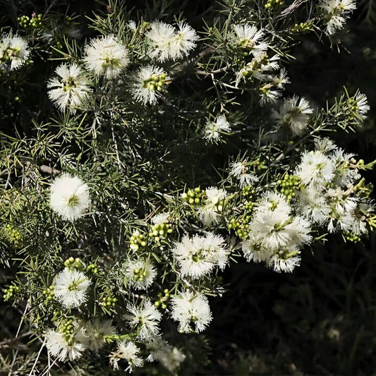 GRAINES - Myrte à Miel Melaleuca acuminata arbustes rares monde végétal