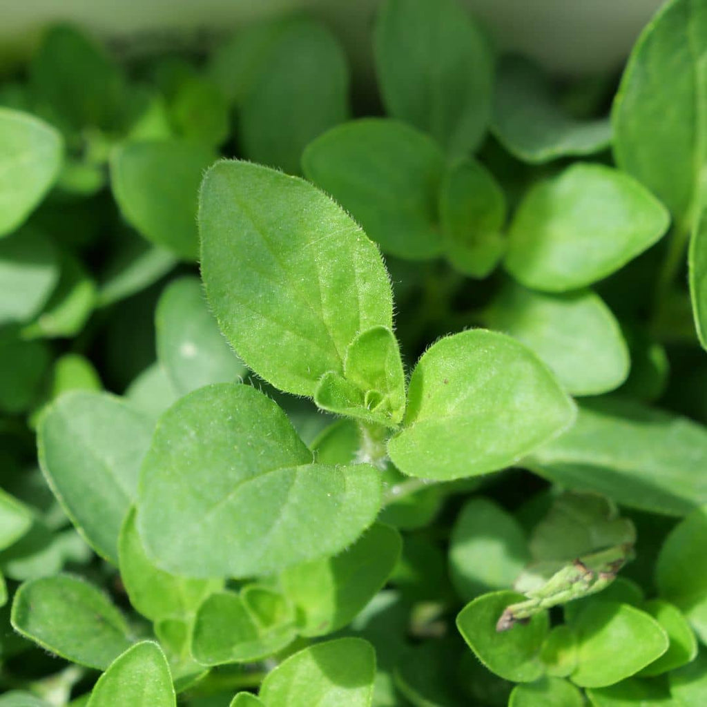 Origan commun (Origanum vulgare) — photo 3