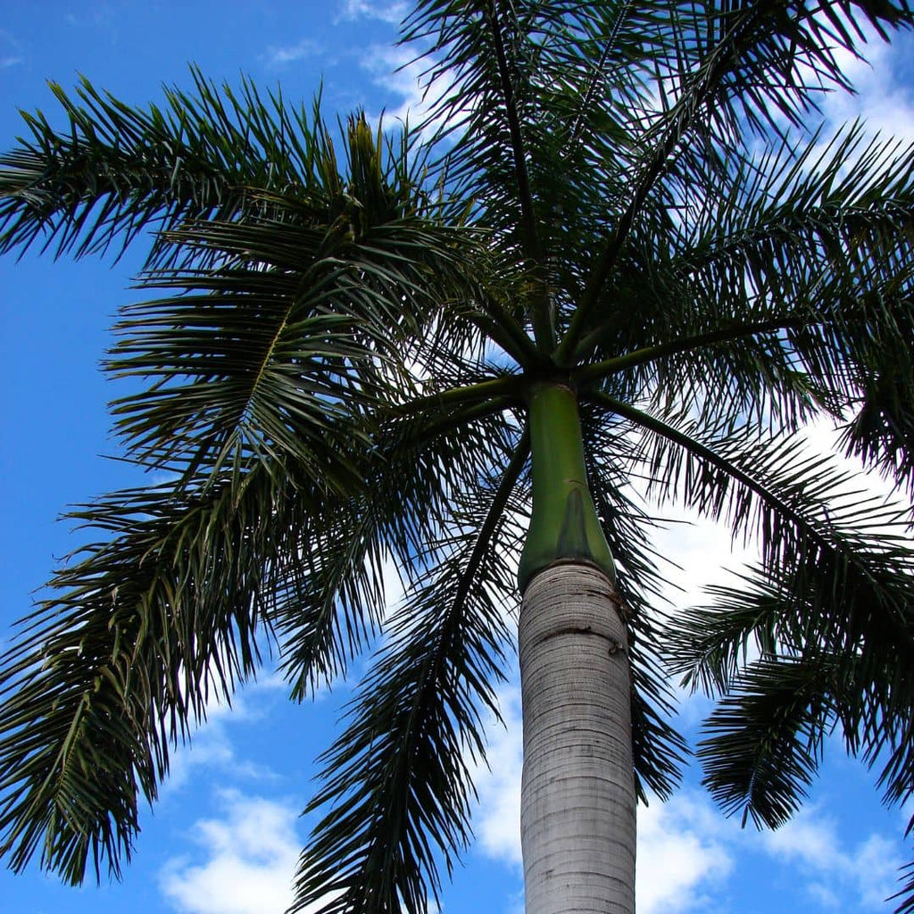 GRAINES - Palmier Royal de Cuba (Roystonea regia)