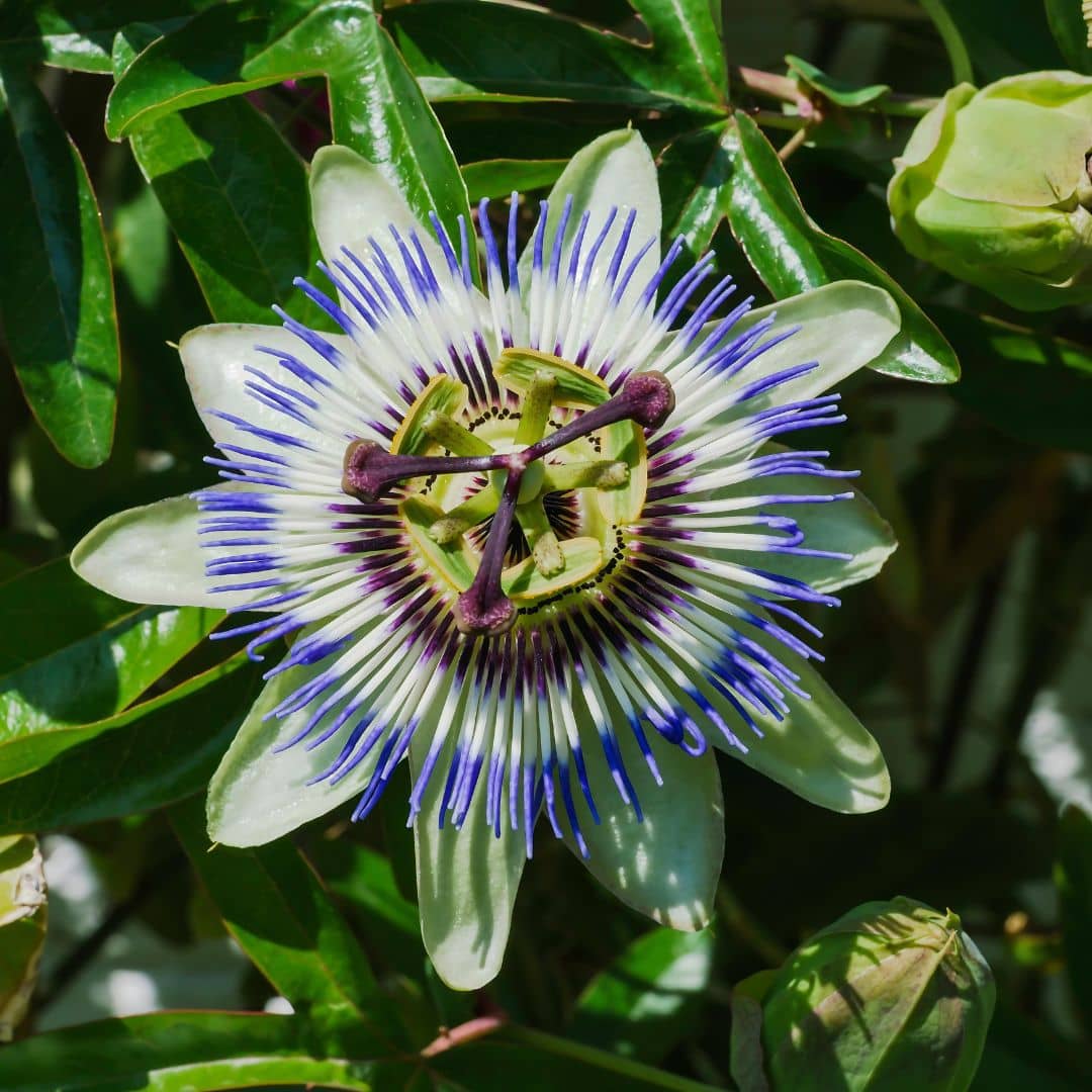 GRAINES - Passiflore Bleue Passiflora caerulea monde végétal