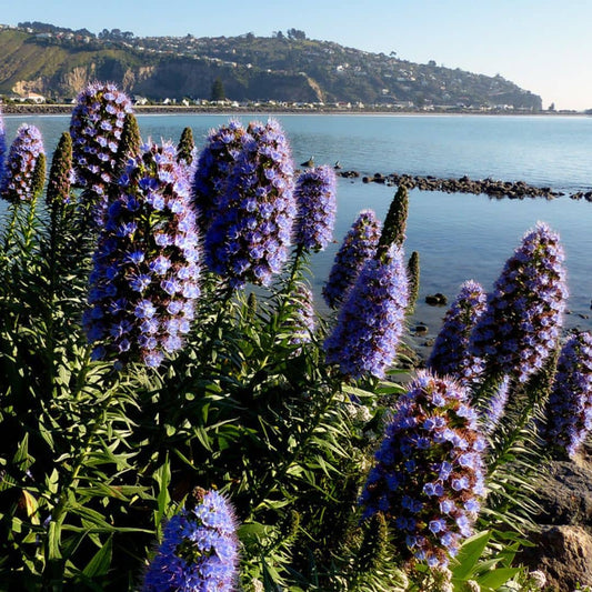 GRAINES - Vipérine de Madère Echium candicans plantes méditerranéennes rares monde végétal