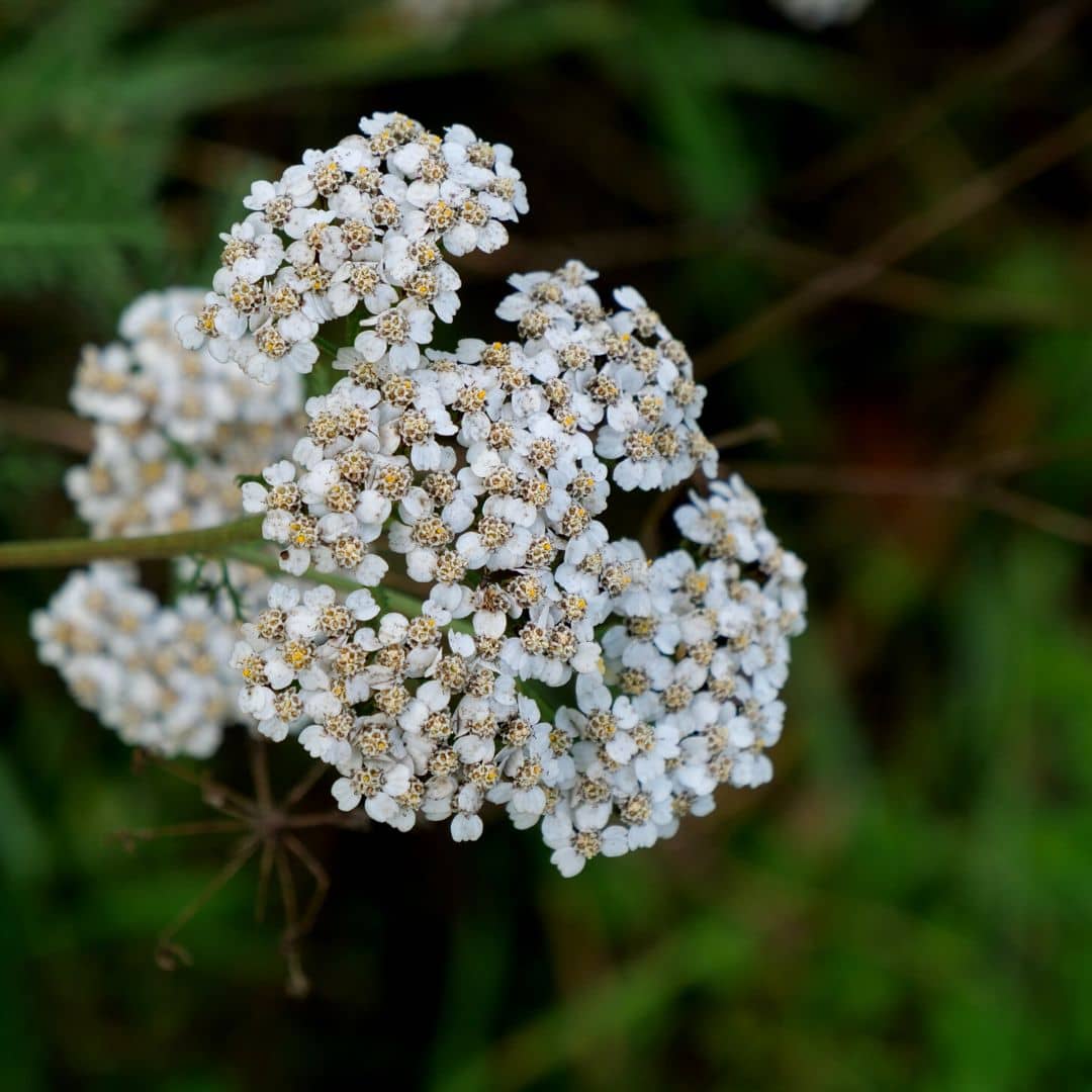 Achillée millefeuille — Graines
