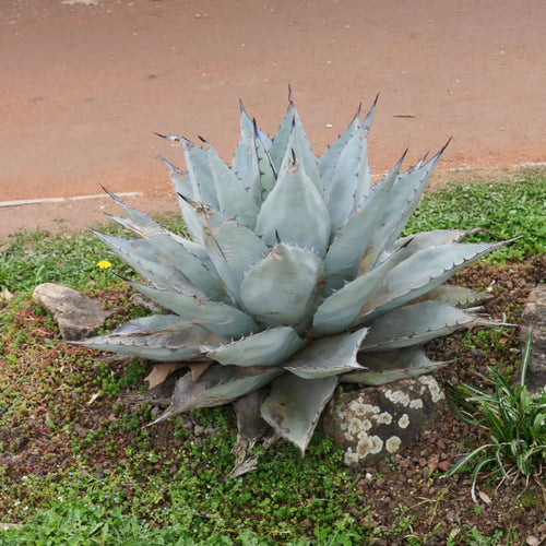 GRAINES Agave de Havard Agave havardiana monde végétal