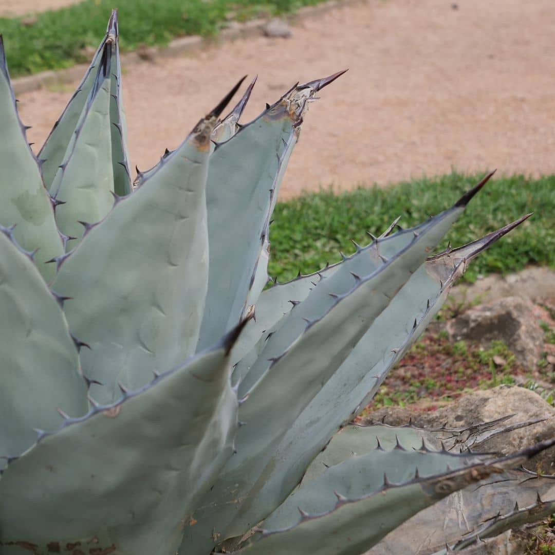 GRAINES Agave de Havard Agave havardiana monde végétal  feuilles