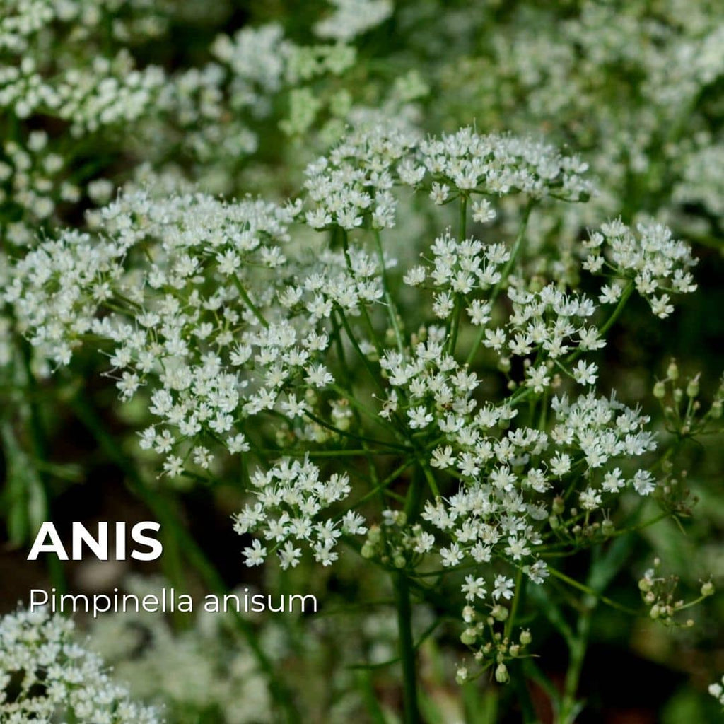 GRAINES - Anis (Pimpinella anisum)
