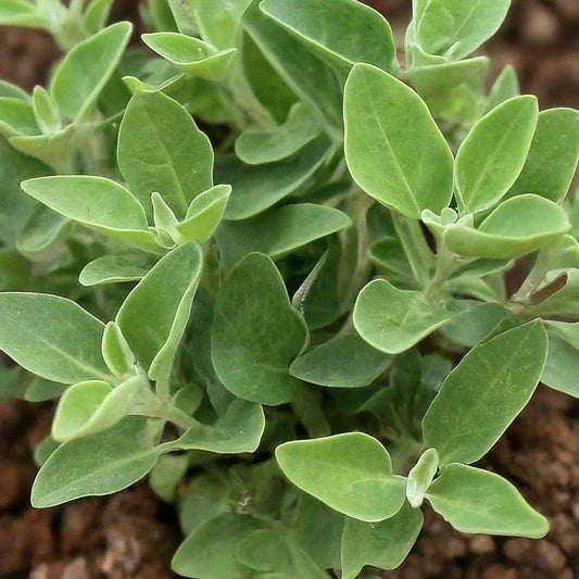 GRAINES Ashwagandha (Withania somnifera) plantes rares monde végétal