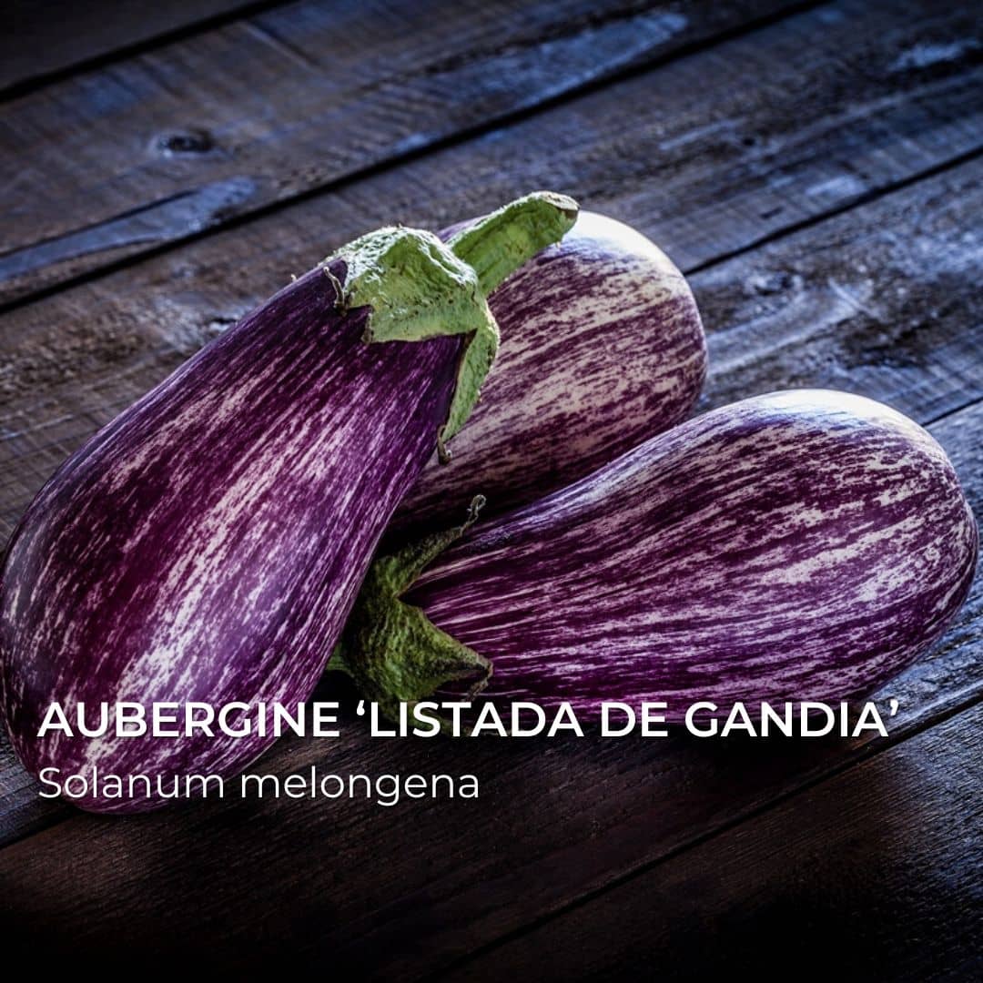GRAINES - Aubergine ‘Listada de Gandia’ (Solanum melongena)