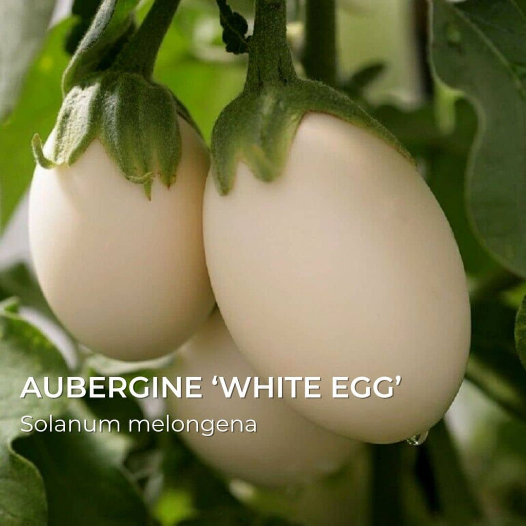 GRAINES - Aubergine 'White Egg' (Solanum melongena)