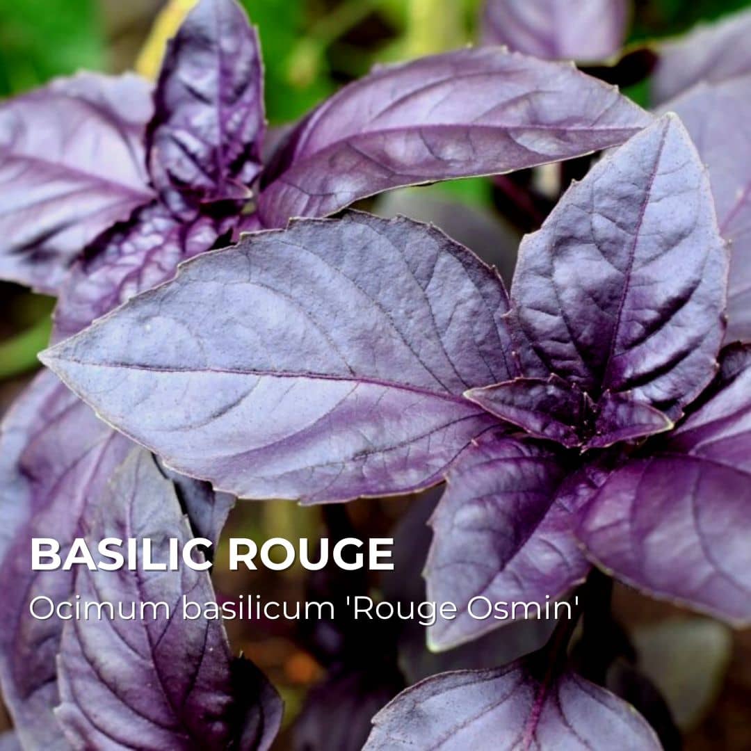 GRAINES - Basilic Rouge (Ocimum basilicum 'Rouge Osmin')