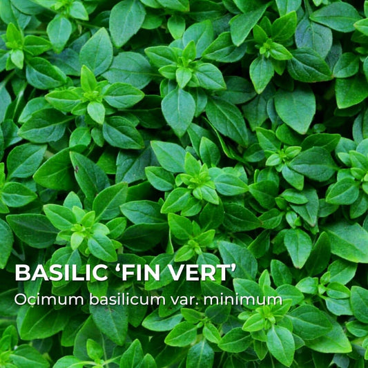 GRAINES - Basilic Fin Vert (Ocimum basilicum var.minimum)