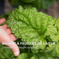 Graines de basilic à feuilles de laitue