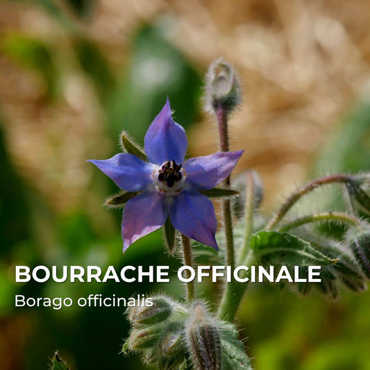 GRAINES - Bourrache officinale (Borago officinalis)