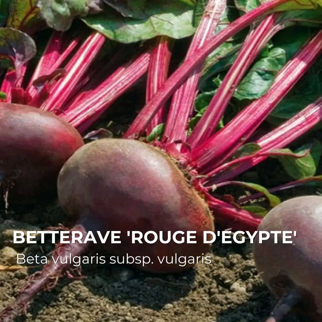 GRAINES - Betterave Rouge d'Egypte + Conseils de culture - Monde Végétal
