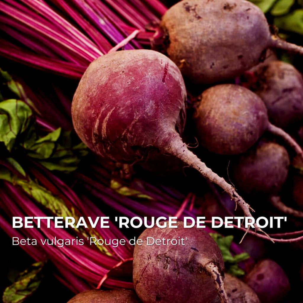 GRAINES - Betterave 'Rouge de Detroit' (Beta vulgaris 'Rouge de Detroit')