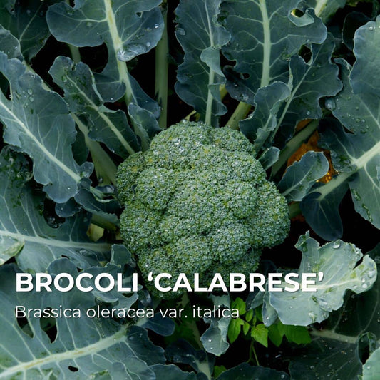 GRAINES - Brocoli ‘Calabrese’  (Brassica oleracea var. italica)